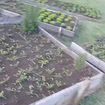 Jardinero en Bogotá busca empleo